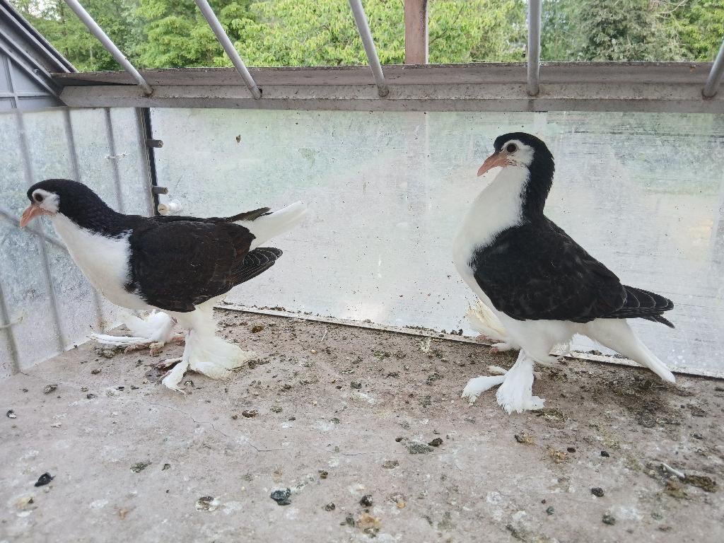 Pigeonneau Lahore, Dieren en Toebehoren, Meerdere dieren, Overige soorten