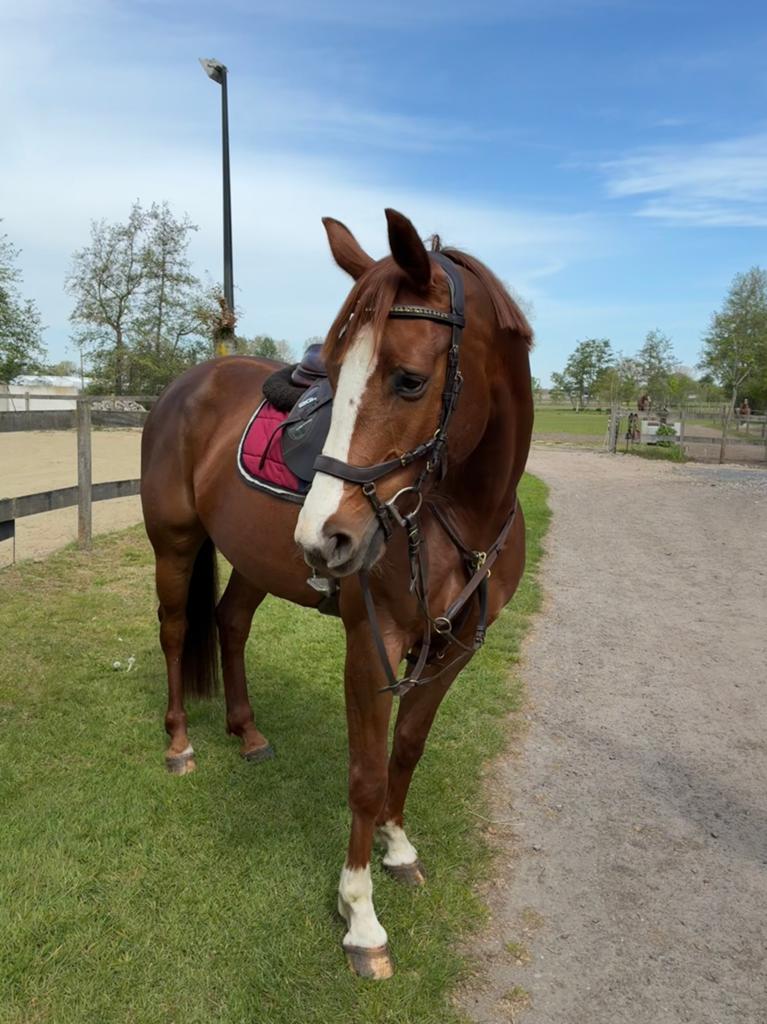 Mooie zangersheide merrie, Animaux & Accessoires, Chevaux, Jument, B, 160 à 165 cm, 3 à 6 ans, Cheval de saut, Avec pedigree, Avec puce électronique