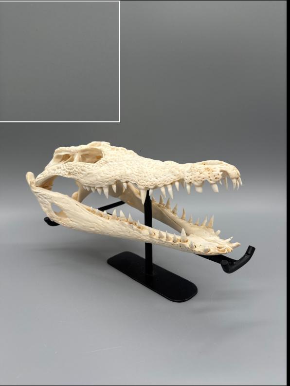 crocodile du Nil, Collections, Collections Animaux, Comme neuf, Crâne, Reptile ou Amphibien, Enlèvement ou Envoi