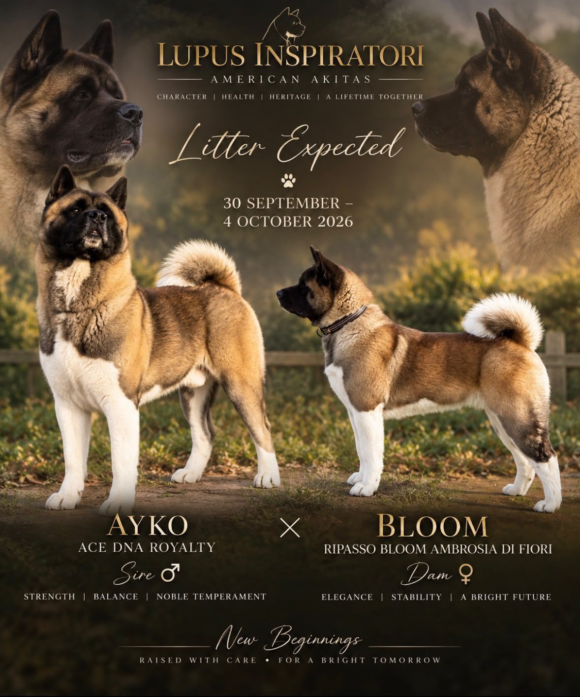 Arbre généalogique et généalogique des chiots American Akita, Animaux & Accessoires, 15 semaines à 1 an, Maladie de Carré (chiens)