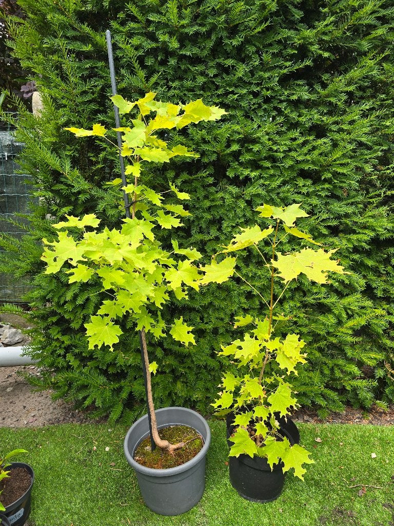 2 bomen van de 'Acer' familie/ 5€/stuk, Tuin en Terras, Planten | Bomen, Ophalen, Overige soorten