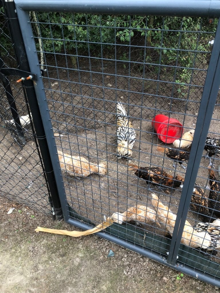padua kippen, Dieren en Toebehoren, April, Meerdere dieren