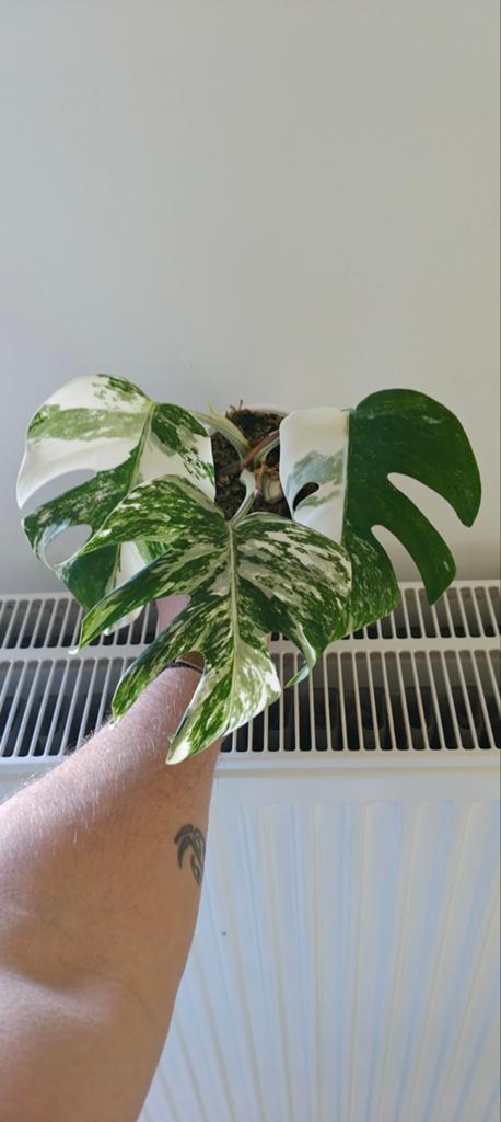 Monstera varigata, Enlèvement ou Envoi