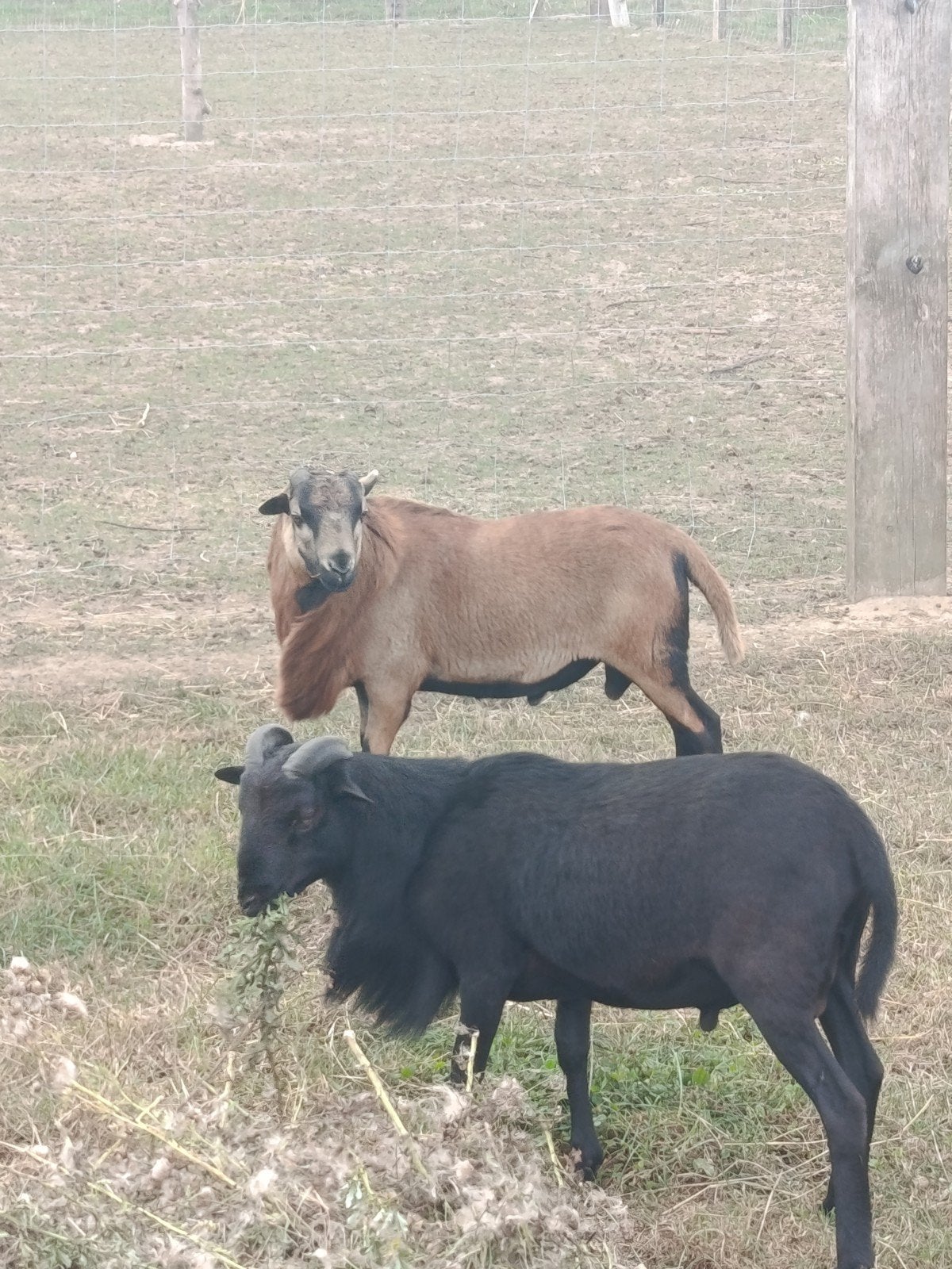 Kameroen schapen te koop, Dieren en Toebehoren, Mannelijk, Schaap, 0 tot 2 jaar