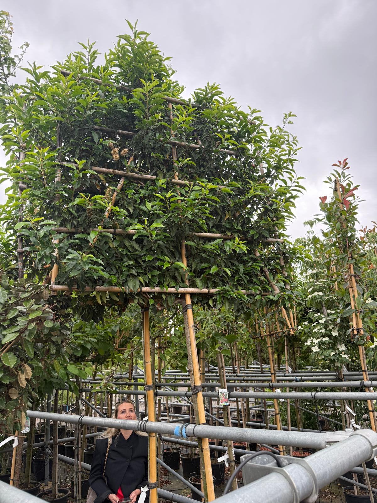 Groenblijvende leibomen -Portugese Laurier, Tuin en Terras, Leiboom, Halfschaduw, 250 tot 400 cm, Ophalen