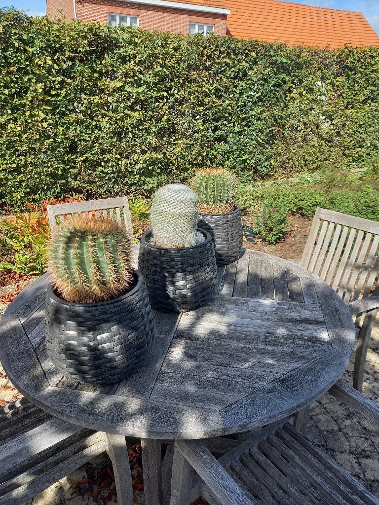 Cactussen, Ophalen, Minder dan 100 cm, Bloeiende kamerplant, Volle zon