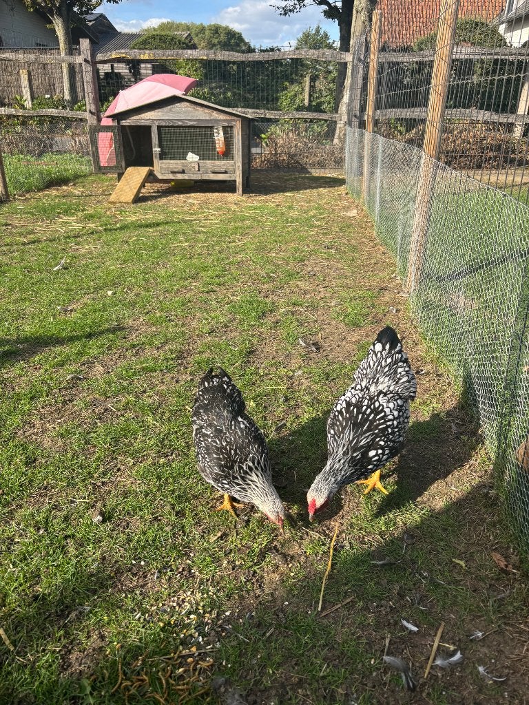 Wyandotte, Plusieurs animaux, Poule ou poulet