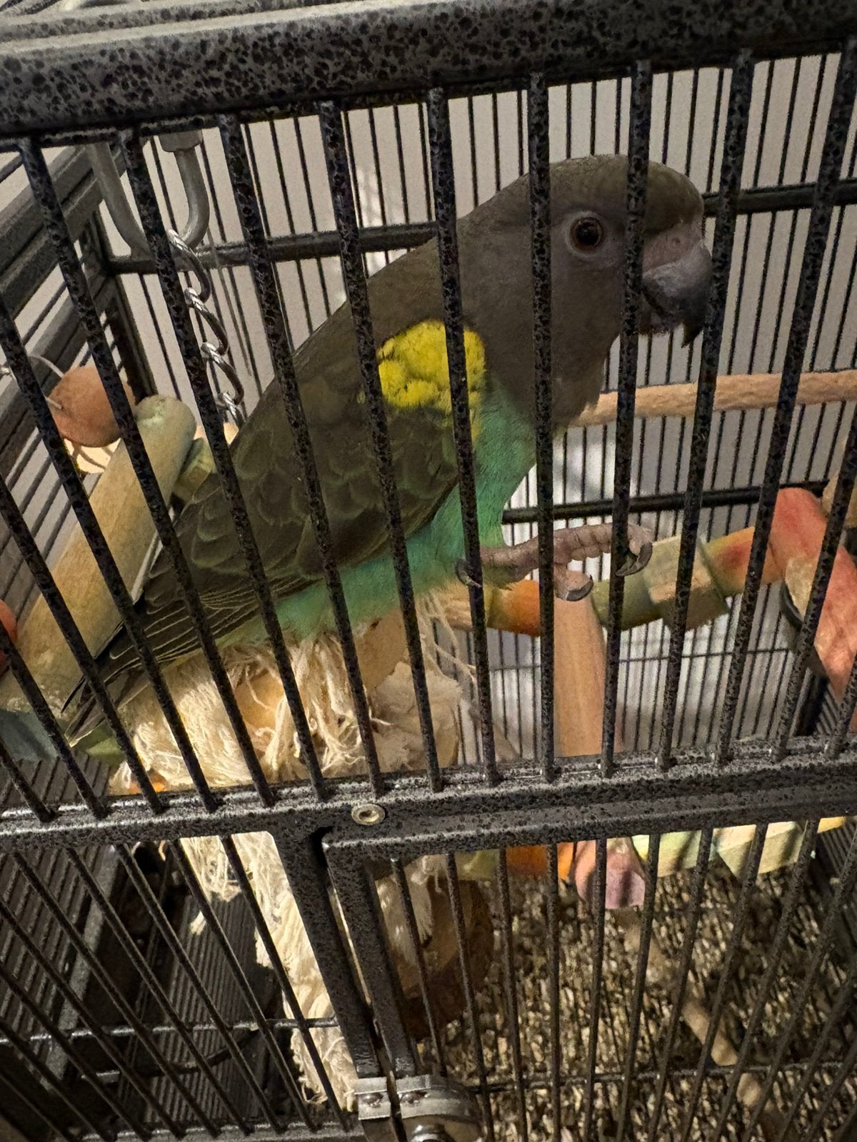 meyerpapegaai, Sexe inconnu, Perroquet, Bagué