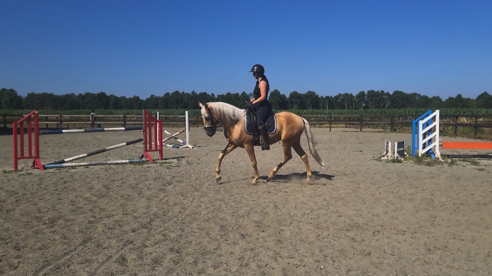 Hele brave 4 jarige cruzado, Dieren en Toebehoren, Paarden, Gechipt, B, Ruin, 3 tot 6 jaar