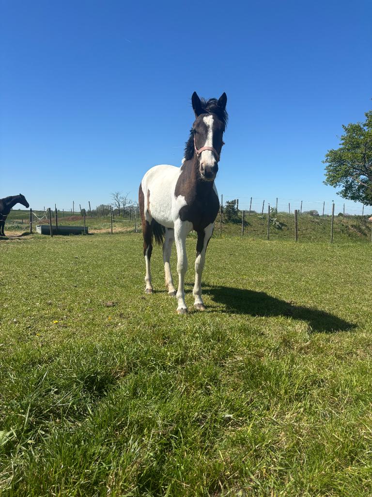Pinto merie, Animaux & Accessoires, Chevaux, Vermifugé, Moins de 160 cm, 0 à 2 ans, Non dressé