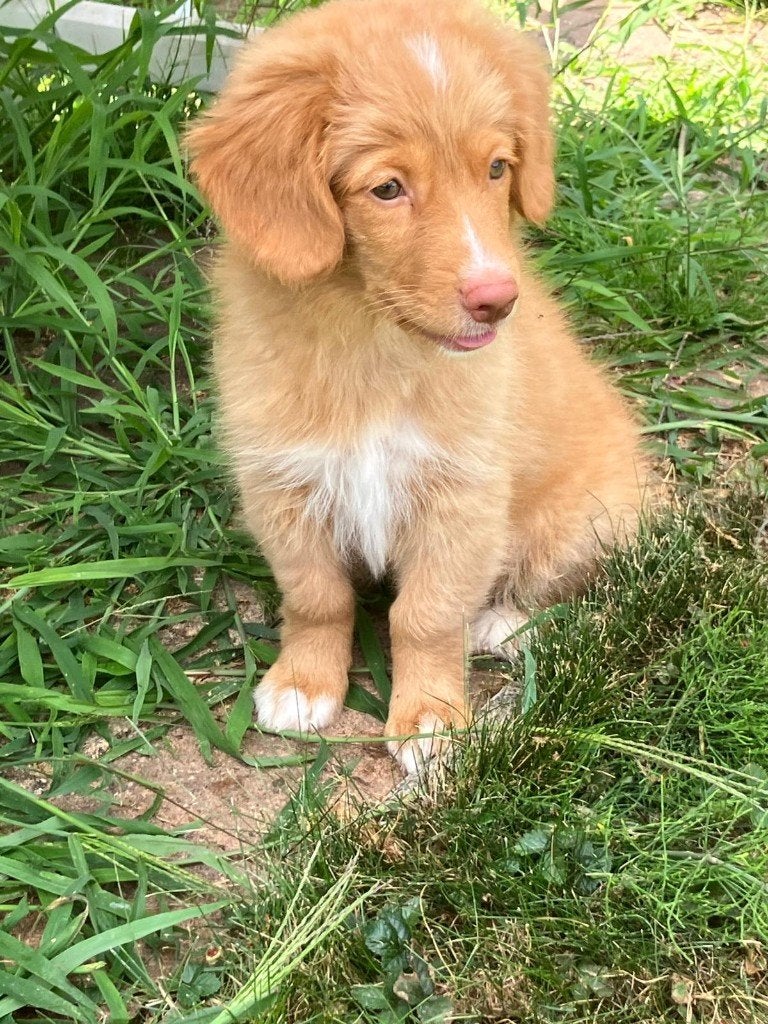 toller pup, beide ouders zijn hier aanwezig, België, CDV (hondenziekte), 8 tot 15 weken, Eén hond