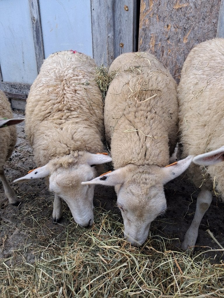 Ooilam 2st., Dieren en Toebehoren, Vrouwelijk, Schaap, 0 tot 2 jaar