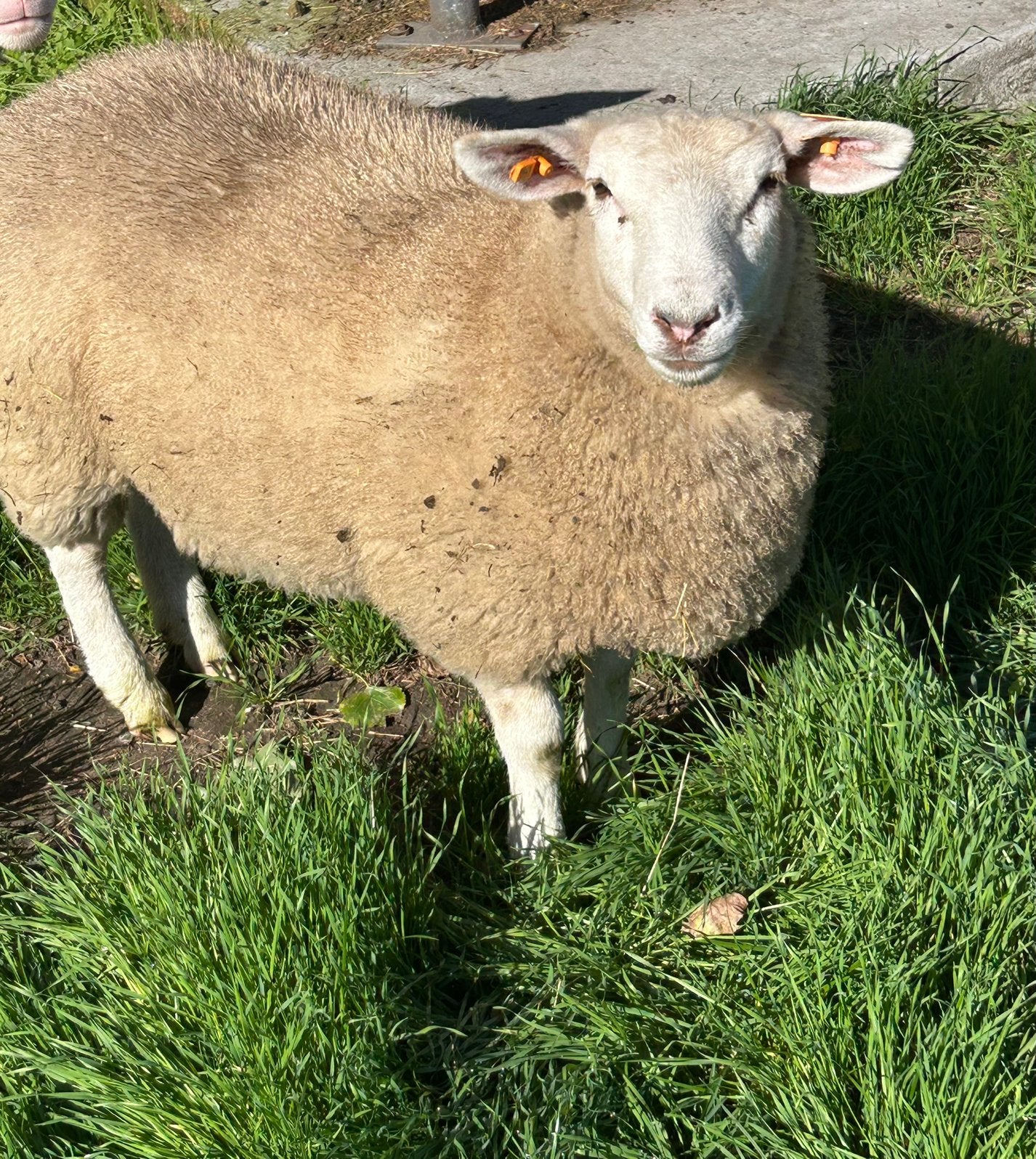 Schaaplam Ooi, Schaap