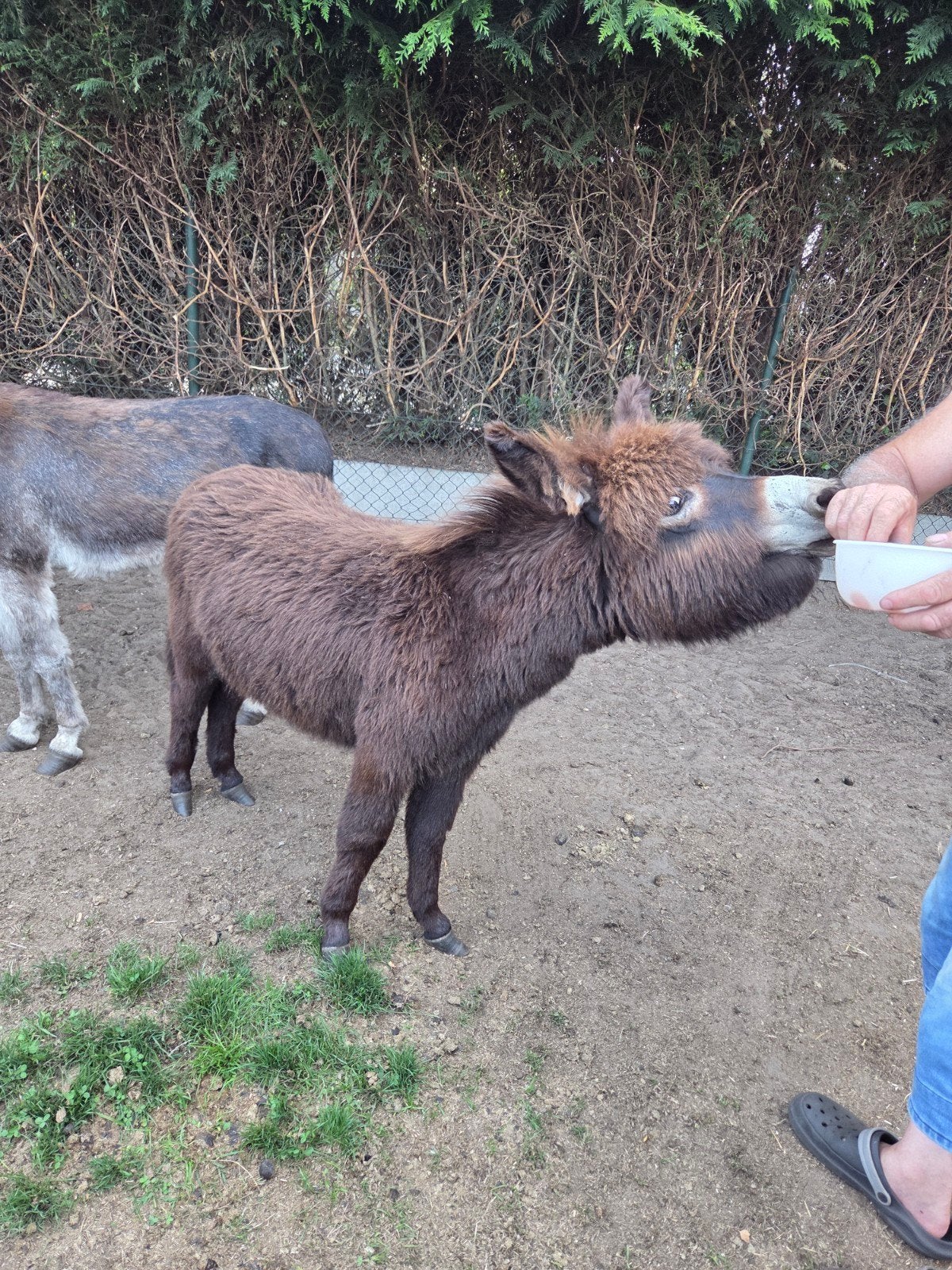Ezels (hengst en merrie), Dieren en Toebehoren, Hengst