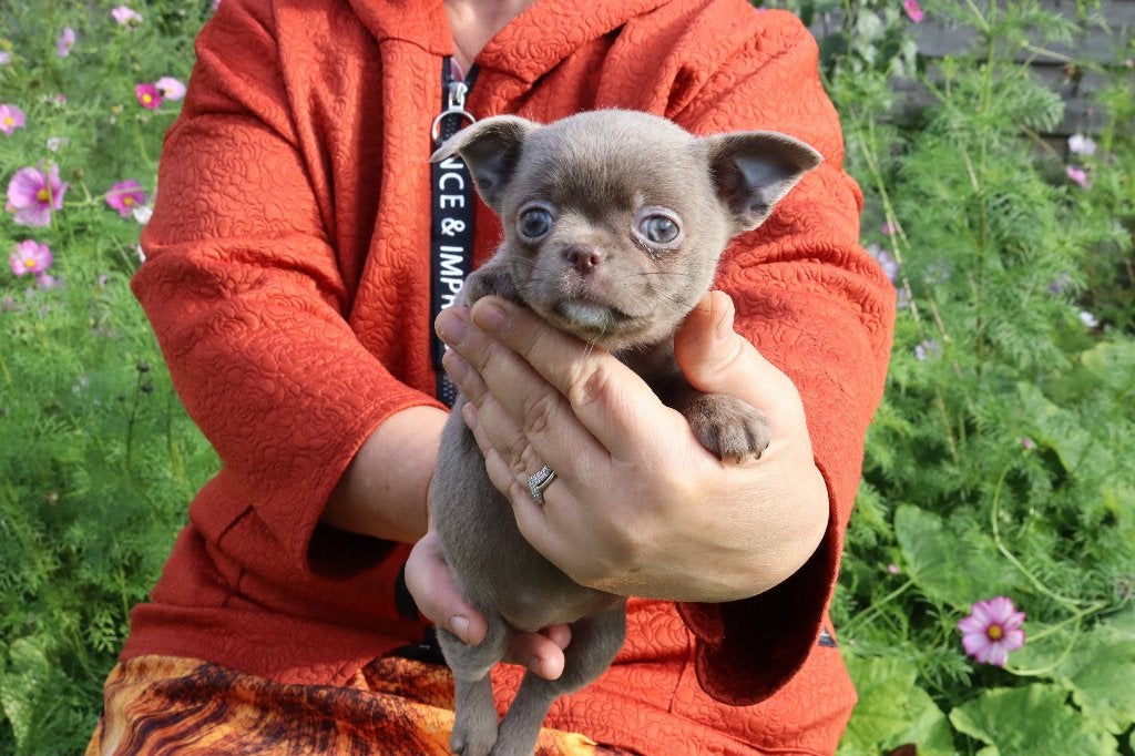 chihuahua pups, Dieren en Toebehoren, België, Fokker | Hobbymatig, CDV (hondenziekte), 8 tot 15 weken