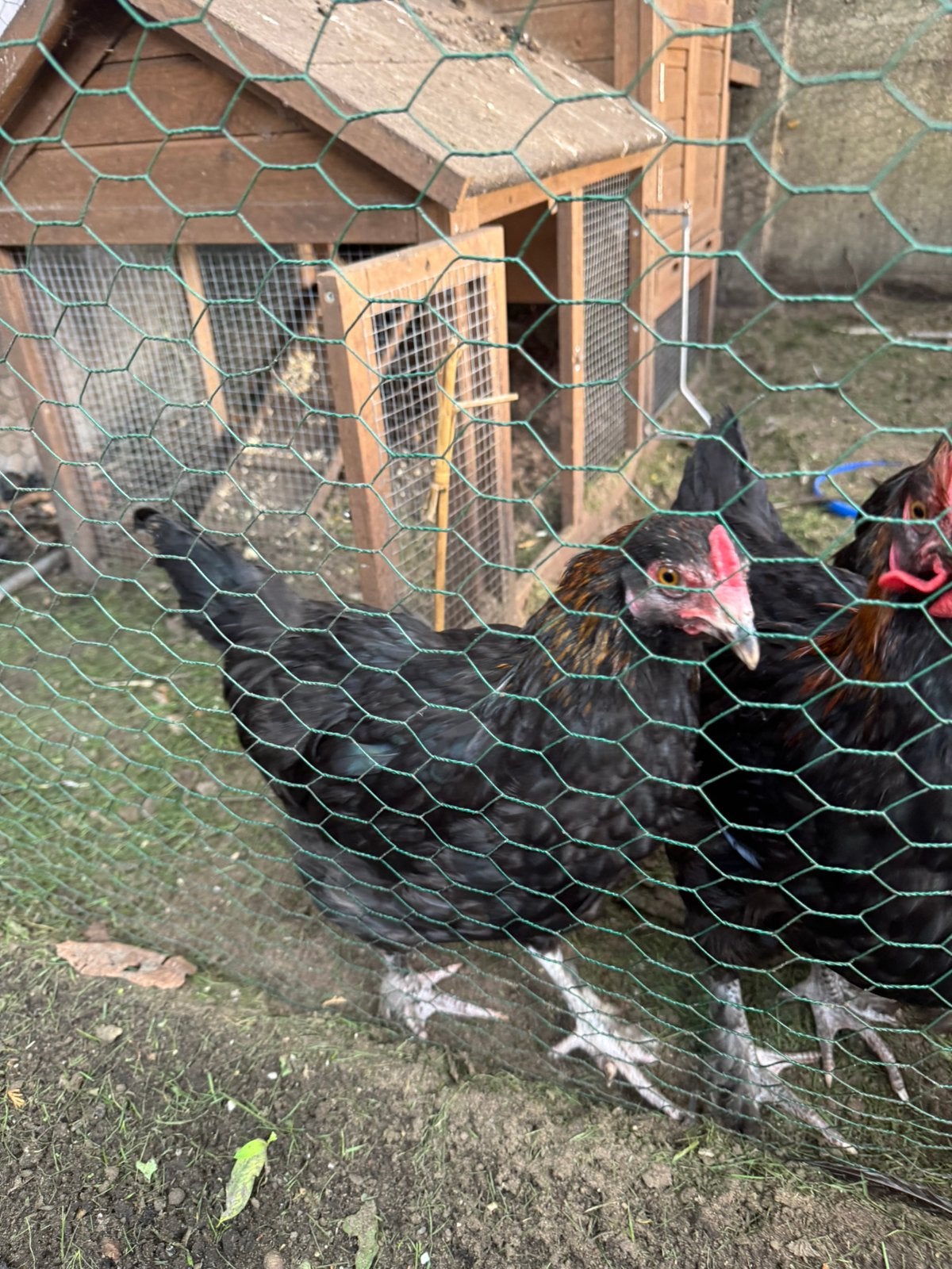 Jonge marans hanen, Dieren en Toebehoren, Mannelijk, Kip