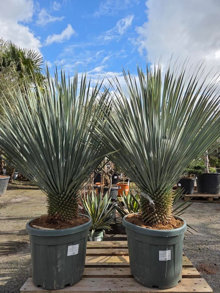 Yucca Rostrata - palmlelie, Tuin en Terras, Ophalen