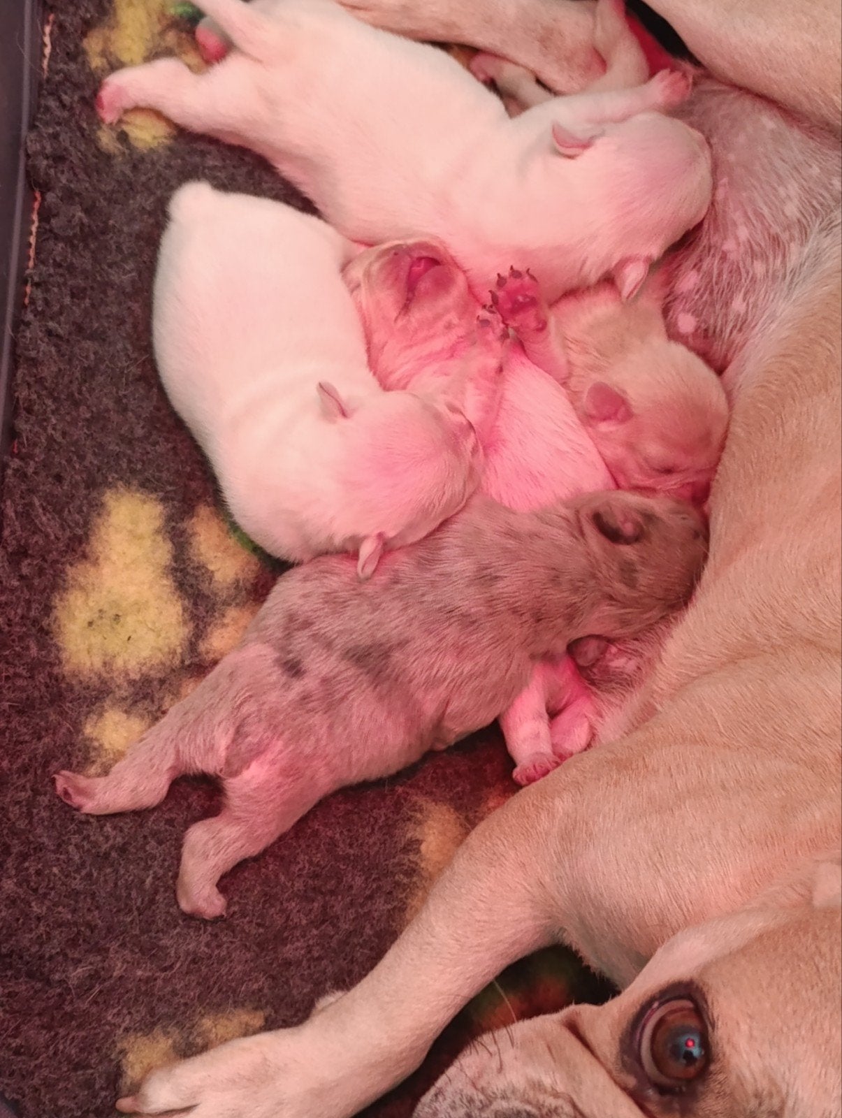 Franse bulldog pups, Dieren en Toebehoren, België, Fokker | Hobbymatig, 8 tot 15 weken, CDV (hondenziekte)