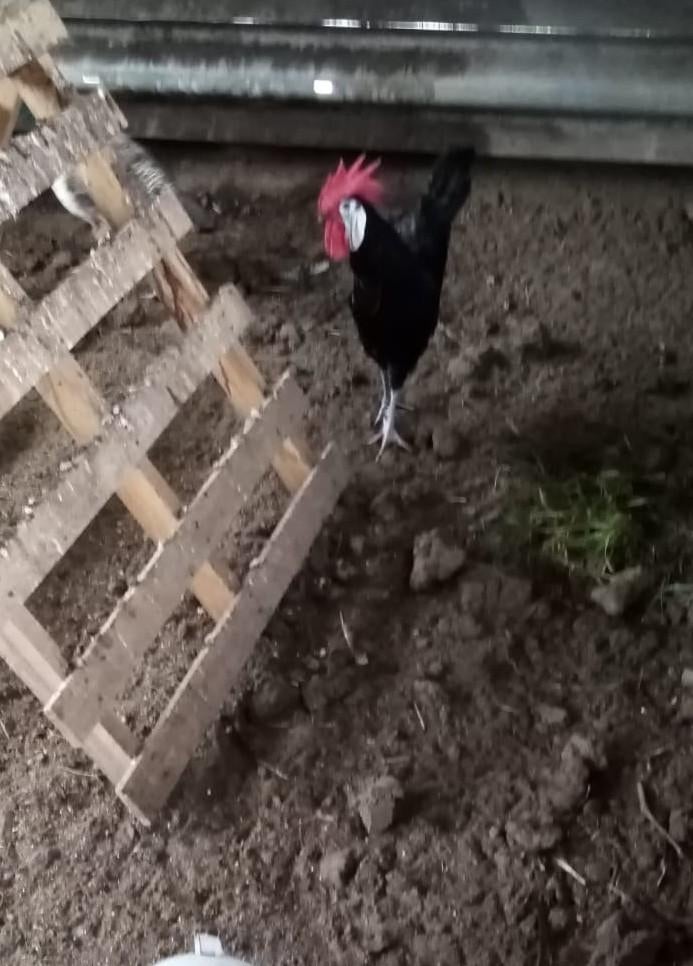 Broed eieren Spaanse witwang kip, Dieren en Toebehoren, Overige soorten