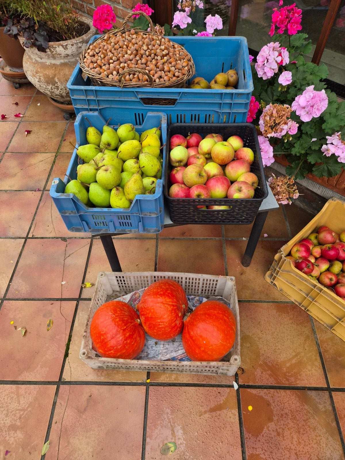 Te koop : appels, peren, hazelnoten en pompoenen, Ophalen