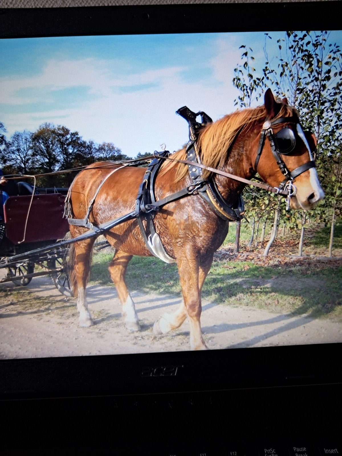 paardengareel, Ophalen, Gebruikt