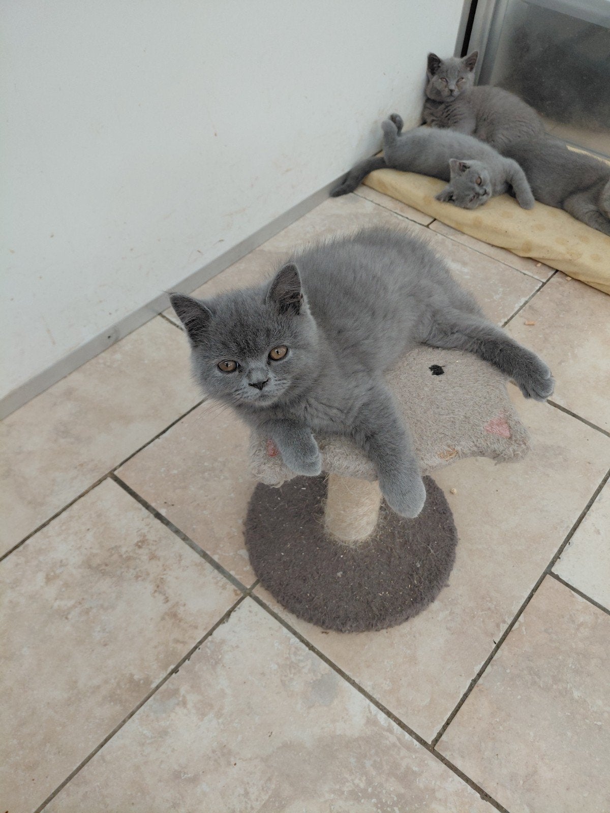 brits korthaar kittens, Animaux & Accessoires, Plusieurs animaux, 0 à 2 ans