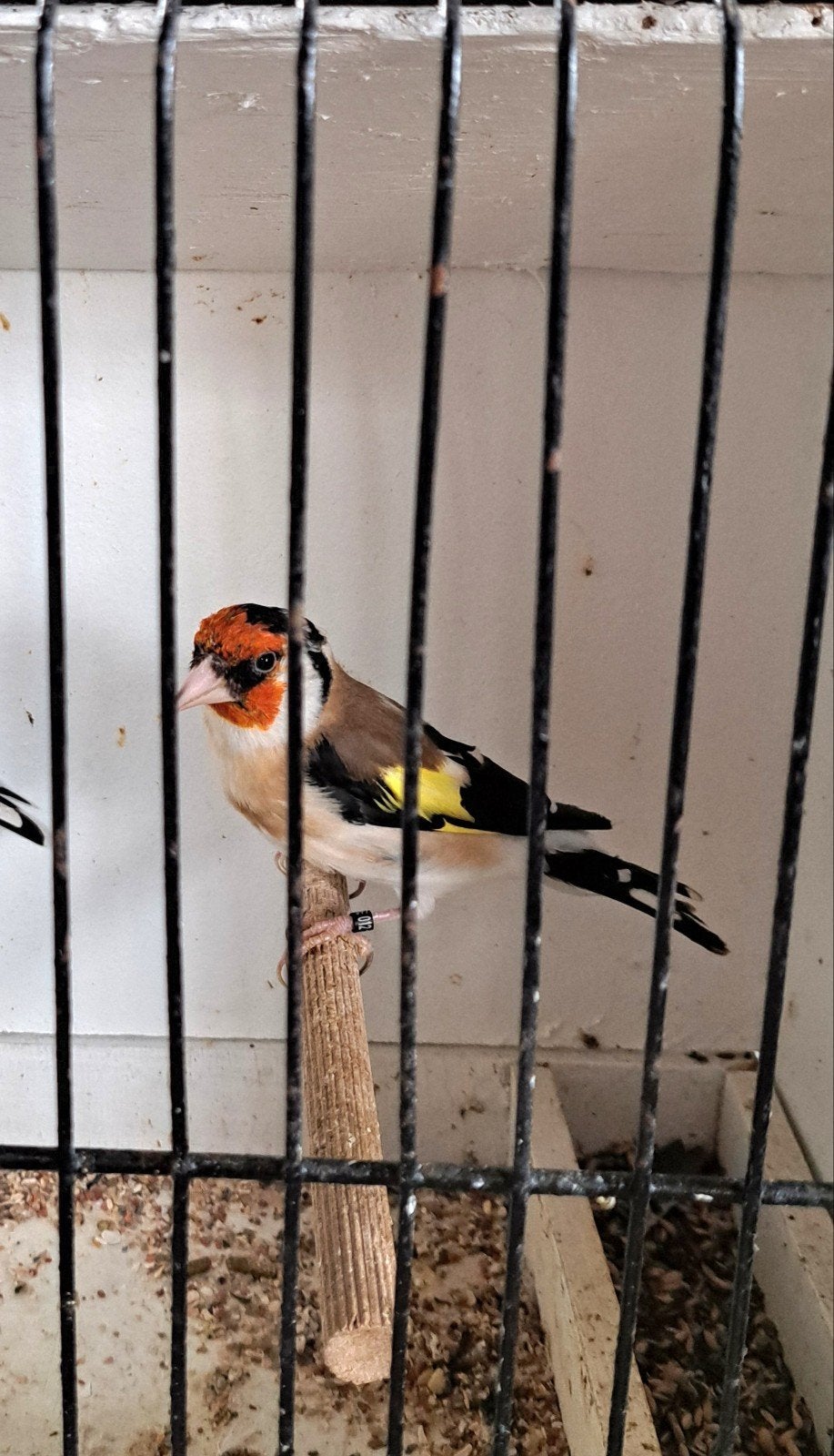 Distelvink, Dieren en Toebehoren, Vogels | Overige Vogels, Mannelijk, Wildzangvogel, Geringd