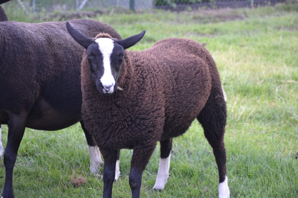 zwartbles lammetjes, Meerdere dieren, Schaap, 0 tot 2 jaar