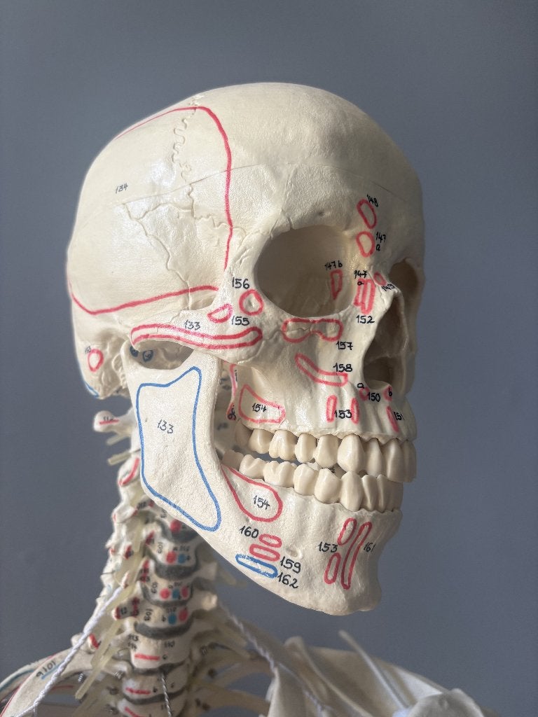 anatomisch skelet (educatief model-Erler Zimmer), Diversen, Schoolbenodigdheden, Ophalen, Zo goed als nieuw