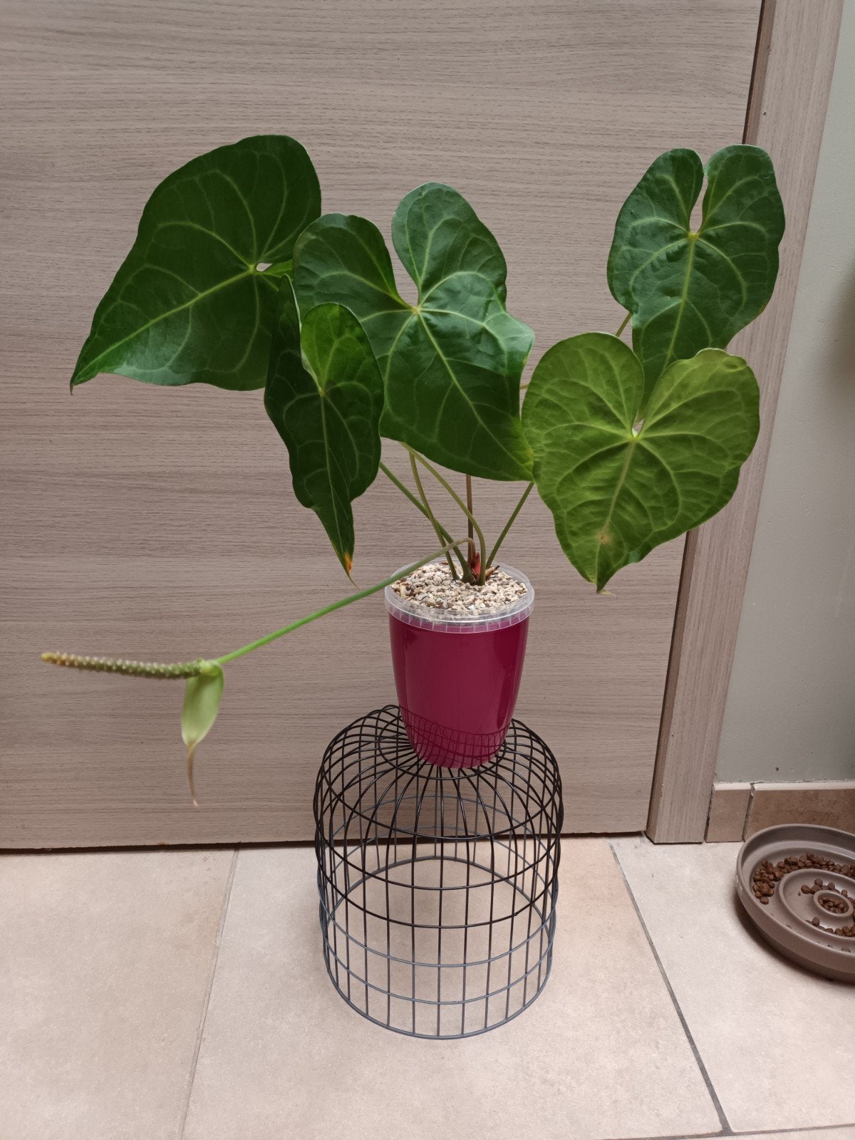Anthurium clarinervium x pedatoradiatum, Maison & Meubles, Plantes d'intérieur, Enlèvement ou Envoi