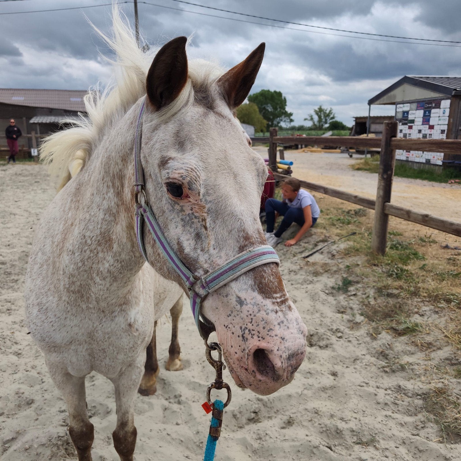 B  pony's uit manege, Dieren en Toebehoren, Pony's, Merrie, B, Gechipt, Ontwormd, Ingeënt