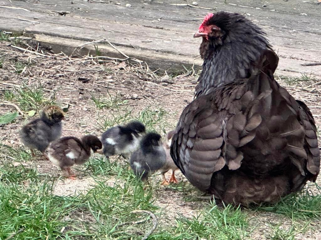 Kip met kuikens