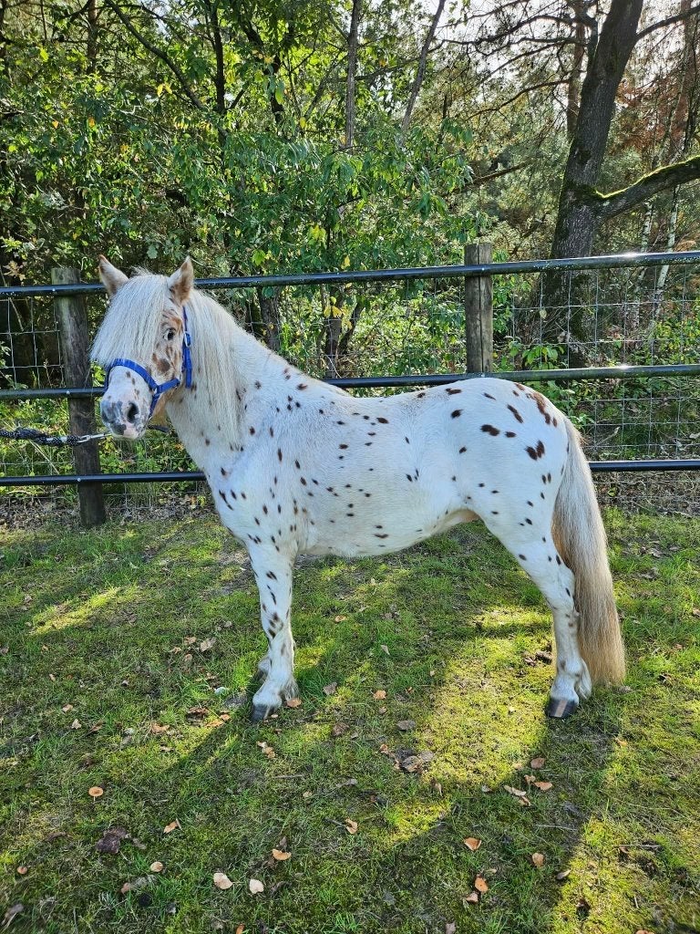 Panterbonte Appaloosa hengst met stamboom - Veulenkampioen, Dieren en Toebehoren, Met stamboom, Hengst, A pony (tot 1.17m), 3 tot 6 jaar
