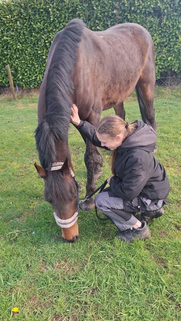 Verzorgpaard gezocht, Dieren en Toebehoren, Paarden