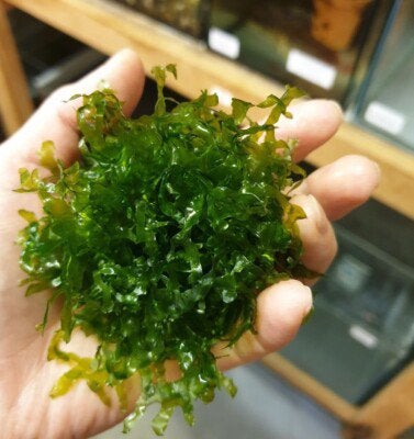 Levermos- monosolenium pelia