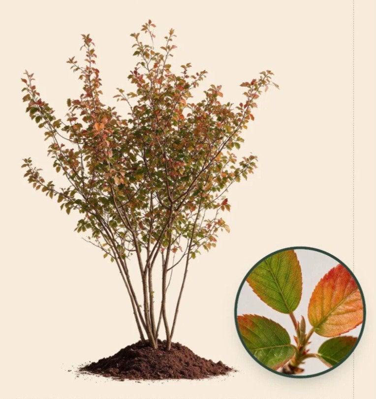 MEERSTAMMIGE SIERKERSEN IN POT PRUNUS YED. "YOSHINO": 22€/ST, Ophalen, Vaste plant, Halfschaduw, Fruitplanten