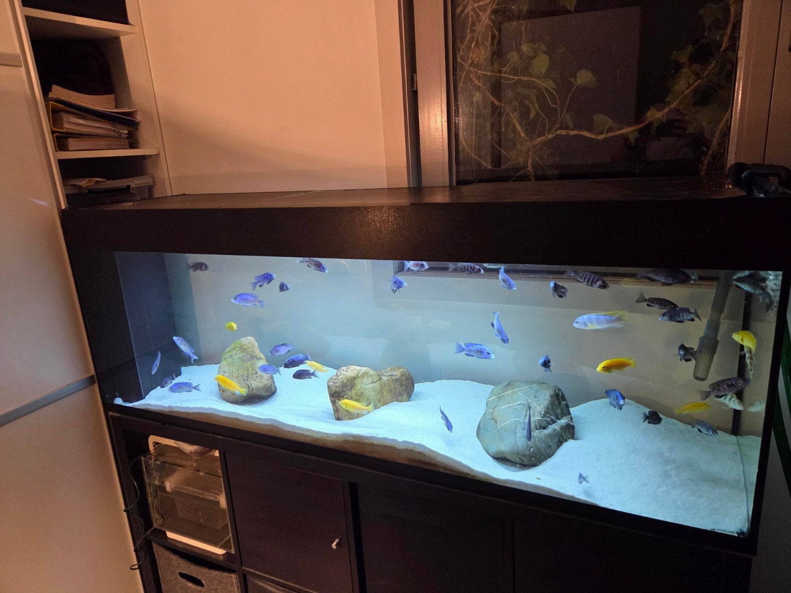 Aquarium 1,5 m 330 liter met interne filter en pomp, Enlèvement ou Envoi, Couvercle inclus, Aquarium d'eau douce rempli