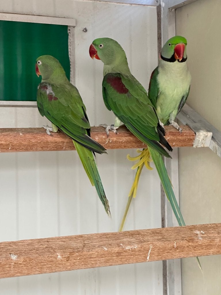 4 koppels grote Alexanders, Dieren en Toebehoren, Meerdere dieren, Parkiet