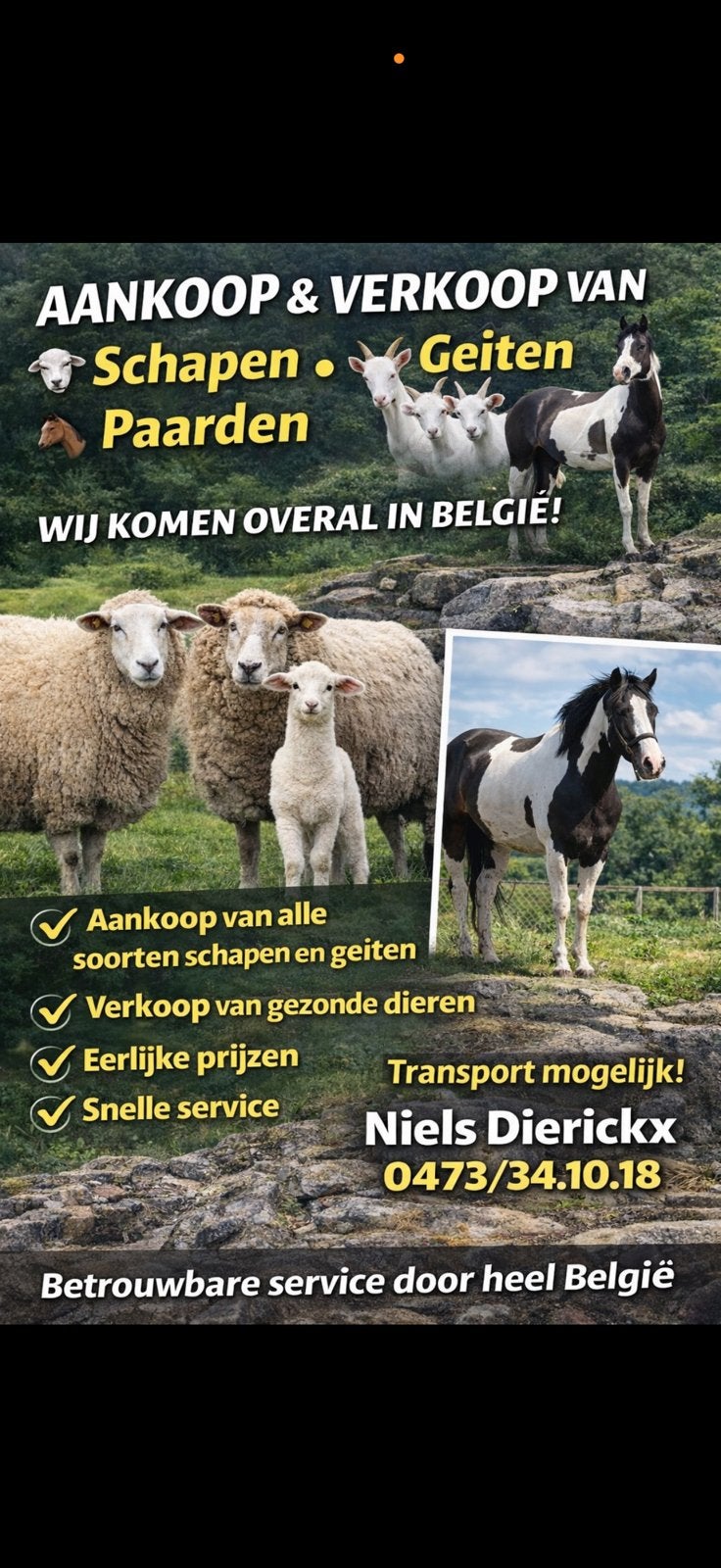 ‼️Aan- en verkoop van schapen en geiten‼️, Animaux & Accessoires