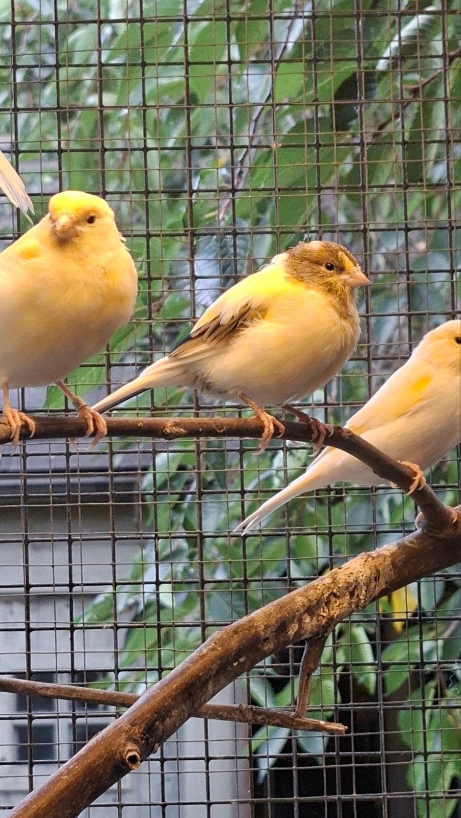 Harlekijn kanaries, kanaries, roodmus, roodmus x kanarie, Dieren en Toebehoren, Bastaard