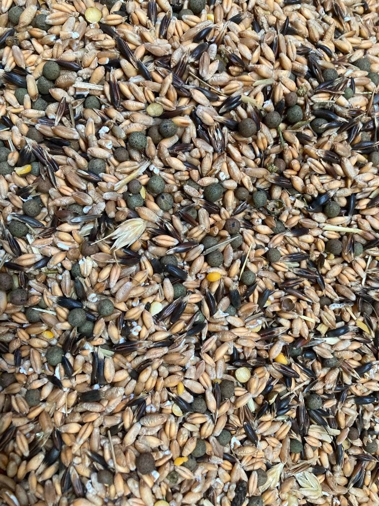 Méteil grain à vendre, Articles professionnels, Enlèvement