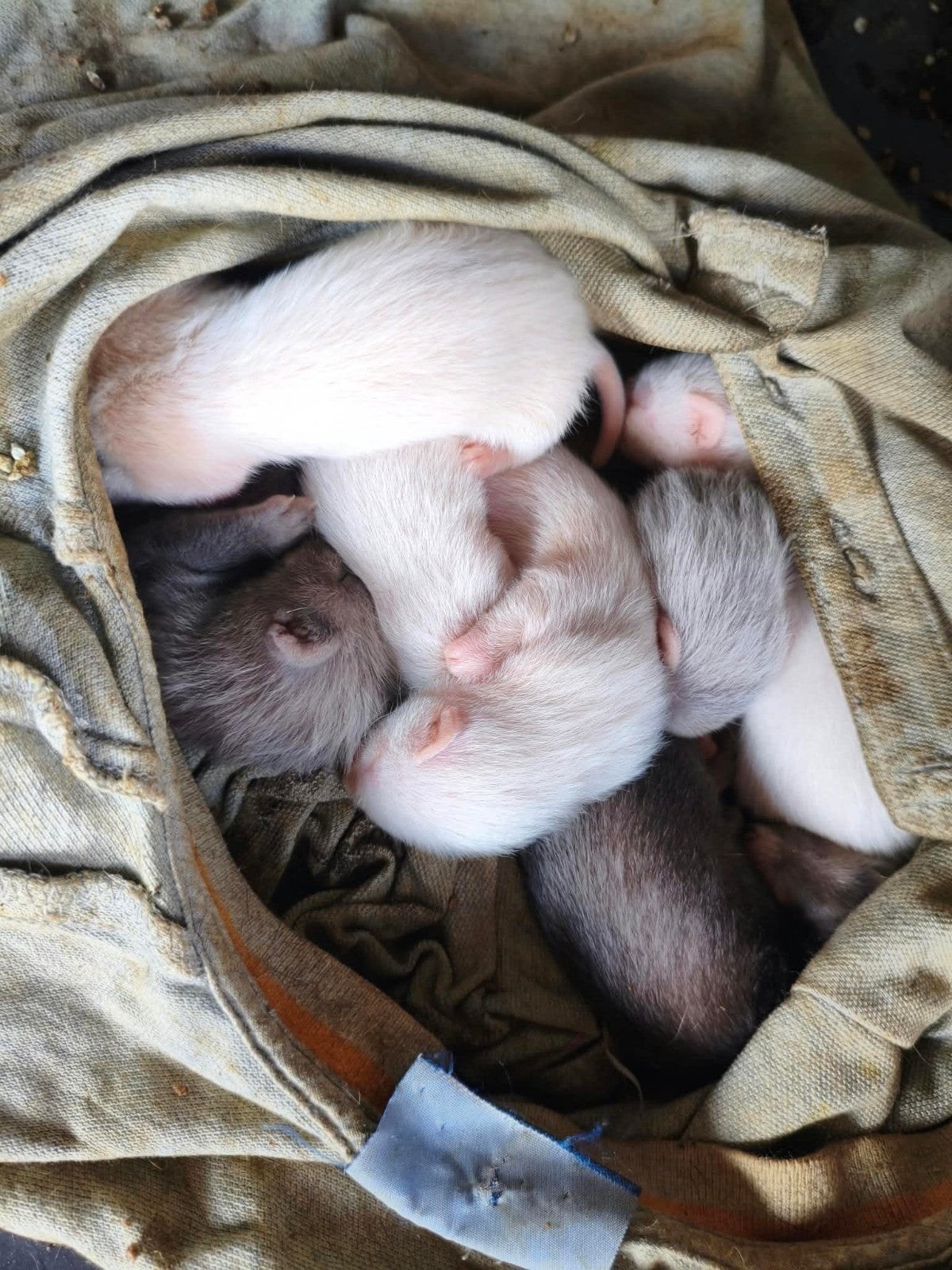 Baby Fretjes, Dieren en Toebehoren, Augustus, Fret, Meerdere dieren, Tam
