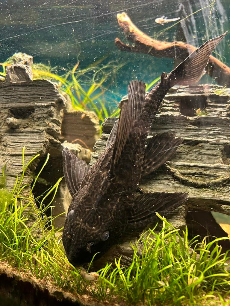 Pleco algeneter 6cm, Poisson, Poisson d'eau douce
