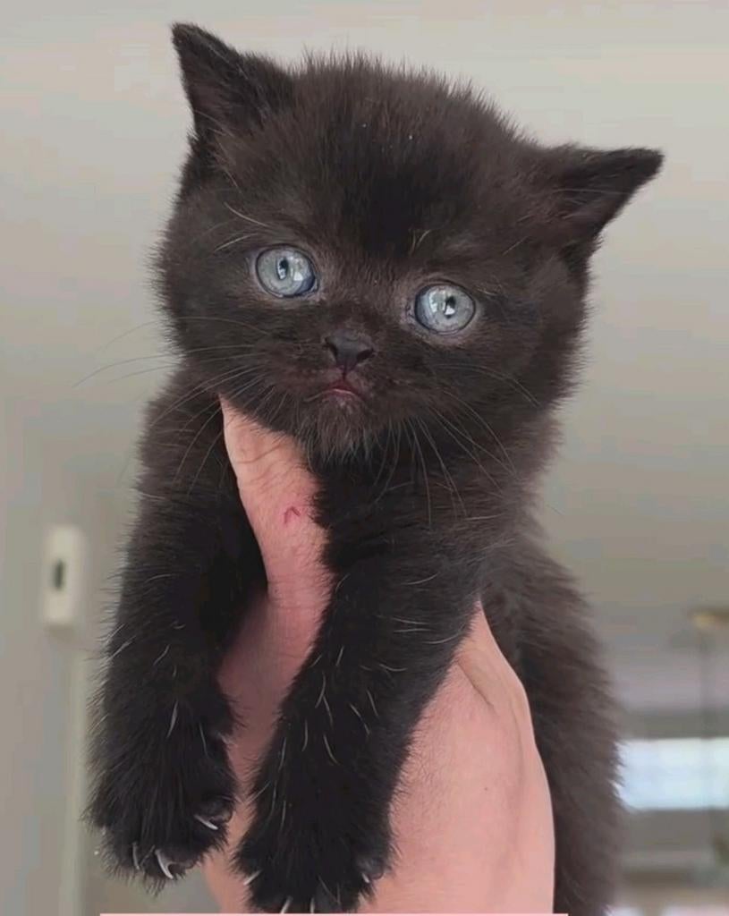 Brits korthaar poes black, Dieren en Toebehoren, 0 tot 2 jaar