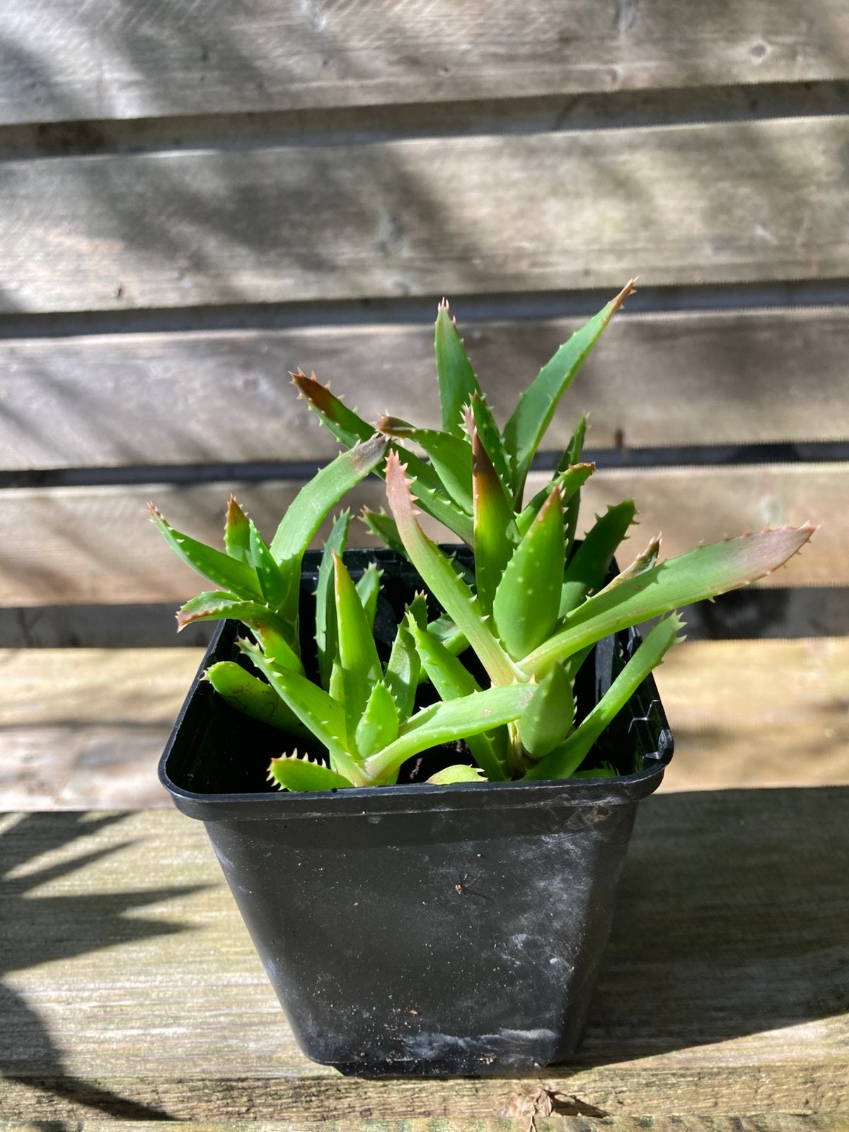 Aloe plantjes, Maison & Meubles, Plante verte, Enlèvement, Plante succulente, Moins de 100 cm