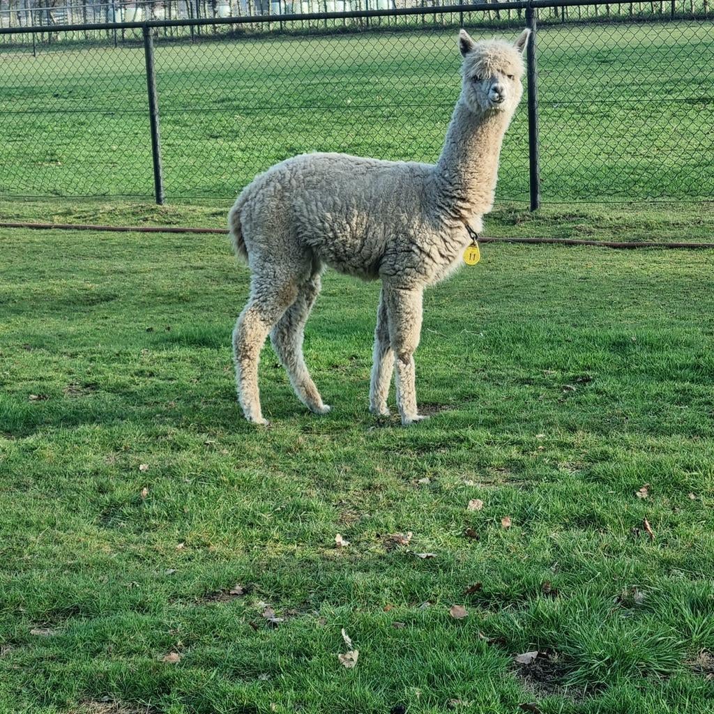 Alpaca hengstjes, fawn, September, Mannelijk