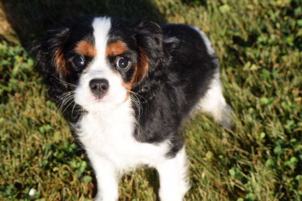 Chiots épagneuls Cavalier King Charles, 15 semaines à 1 an, Plusieurs, Belgique, Plusieurs animaux