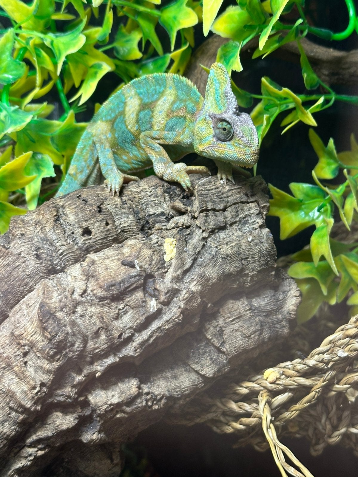 Kameleon met helm