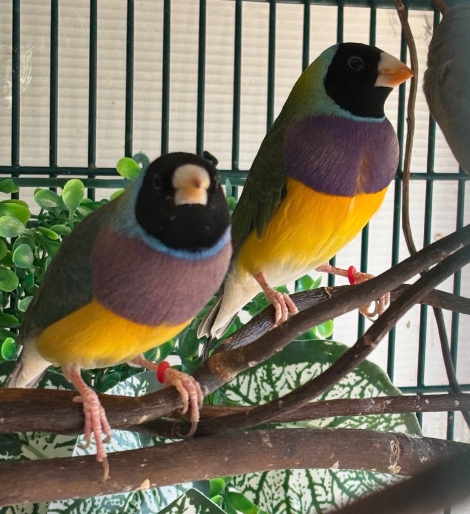 Gouldamadine, Oiseau tropical