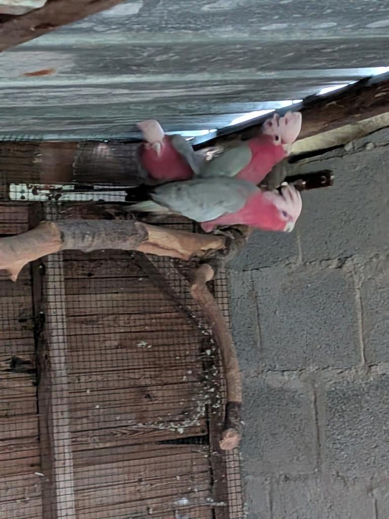Roze kakatoe, Mâle, Perroquet, Bagué